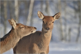 <p>JELEN LESNÍ (Cervus elaphus) obora /Red deer - Rothirsch/</p>